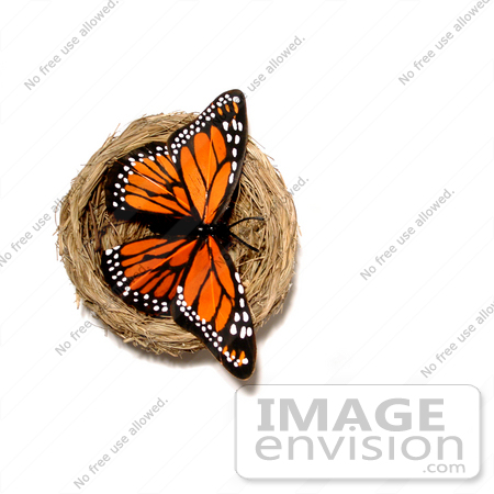 #154 Photograph of a Butterfly in a Nest by Jamie Voetsch