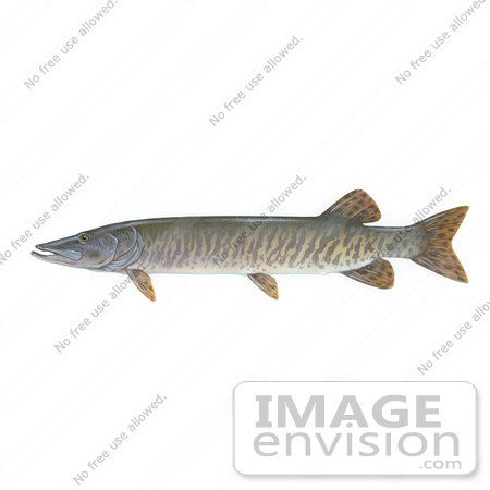 #15490 Picture of a Muskellunge, Muskie, Musky (Esox masquinongy) by JVPD