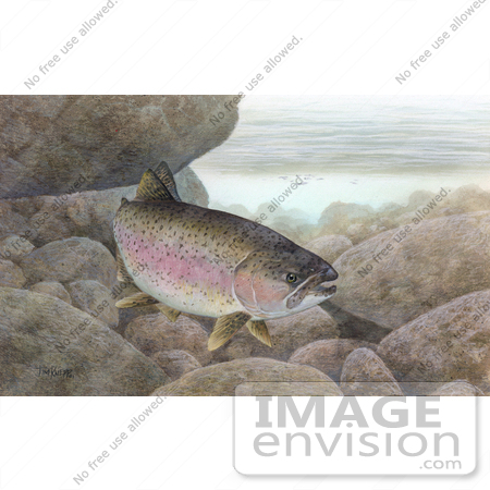 #15498 Picture of a Rainbow Trout, Redband Trout (Oncorhynchus mykiss) by JVPD