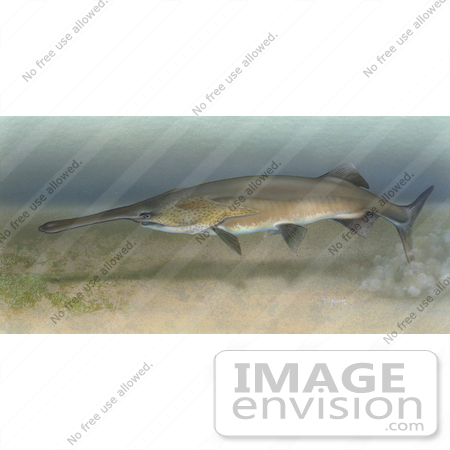 #15499 Picture of a Paddlefish (Polyodon spathula) by JVPD