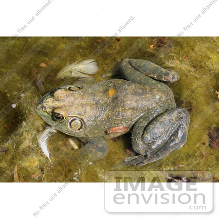 #155 Photograph of a Frog in a Pond by Jamie Voetsch