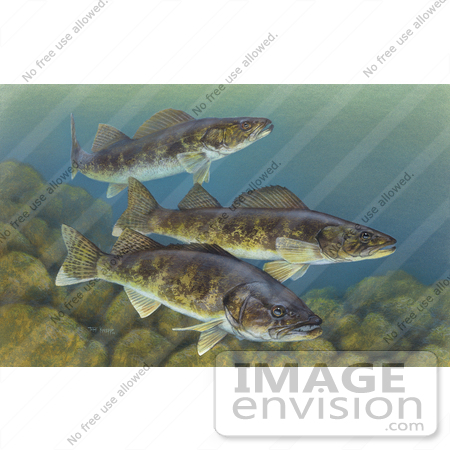 #15510 Picture of Walleye Fish (Stizostedion vitreum) by JVPD