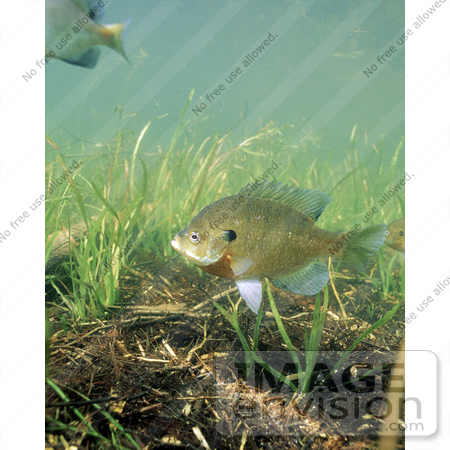 #15514 Picture of Bluegill Fish (Lepomis macrochirus) By Underwater Grasses by JVPD
