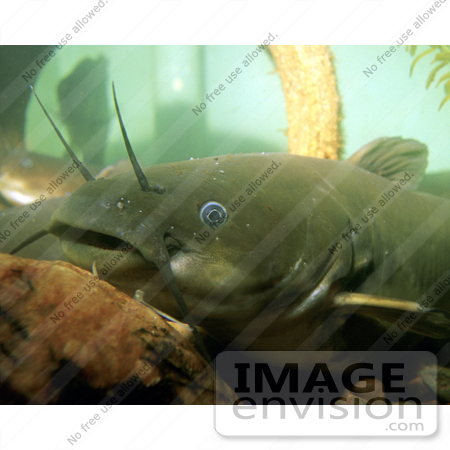 #15515 Picture of a Yellow Bullhead Catfish (Ameiurus natalis) by JVPD