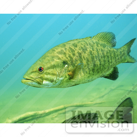 #15516 Picture of a Smallmouth Bass (Micropterus dolomieu) by JVPD
