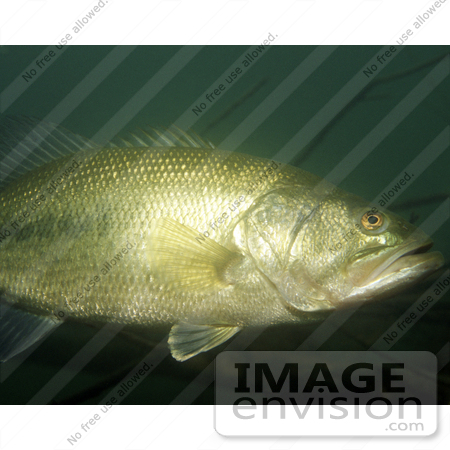 #15517 Picture of a Largemouth Bass (Micropterus salmoides) by JVPD