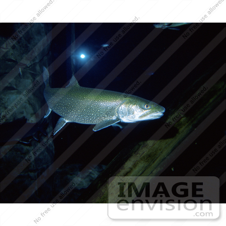#15519 Picture of Lake Trout (Salvelinus namaycush) by JVPD