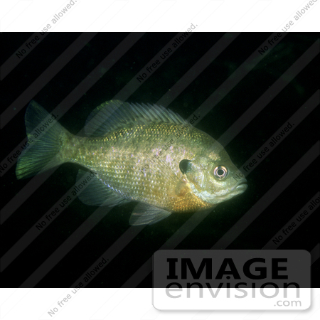 #15521 Picture of a Bluegill Fish (Lepomis macrochirus) by JVPD