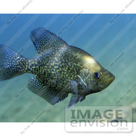 #15522 Picture of a Black Crappie Fish (Pomoxis nigromaculatus) by JVPD