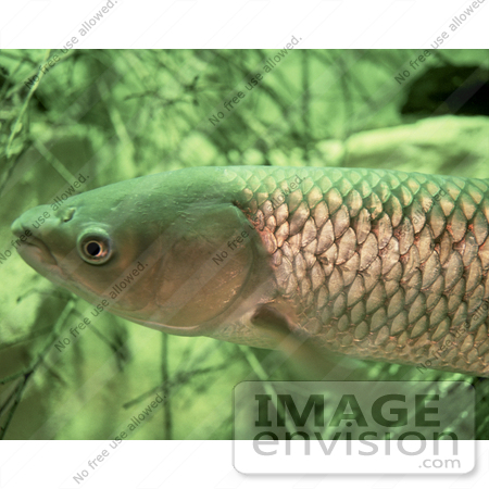 #15523 Picture of a Grass Carp Fish, White Amur (Ctenopharyngodon idella) by JVPD