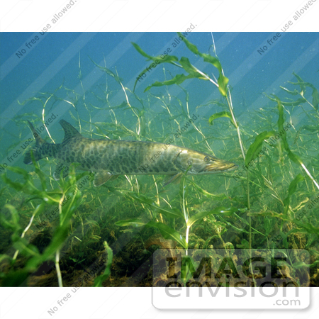 #15525 Picture of a Musky fish (Esox masquinongy) by JVPD
