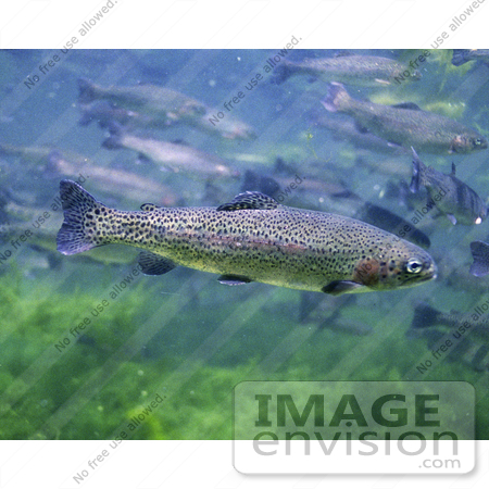 #15526 Picture of Rainbow, Redband Trout (Oncorhynchus mykiss) by JVPD