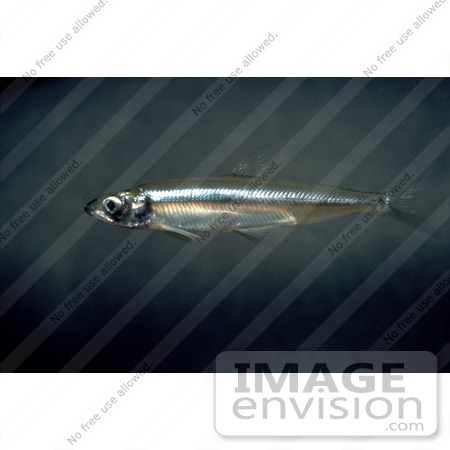 #15528 Picture of a Delta Smelt Fish (Hypomesus transpacificus) by JVPD