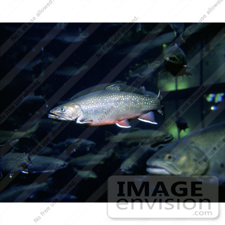 #15530 Picture of Brook Trout (Salvelinus fontinalis) in an Aquarium by JVPD