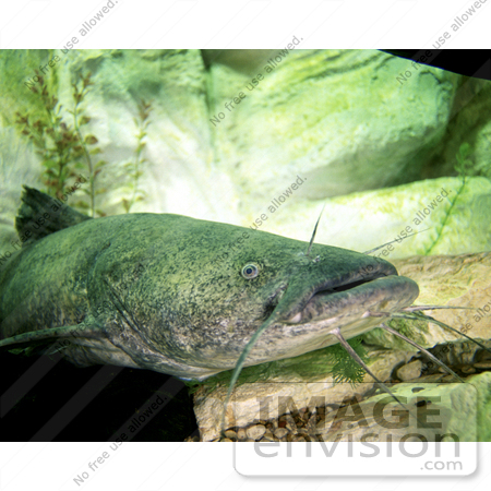 #15531 Picture of a Flathead Catfish (Pylodictis olivaris) by JVPD