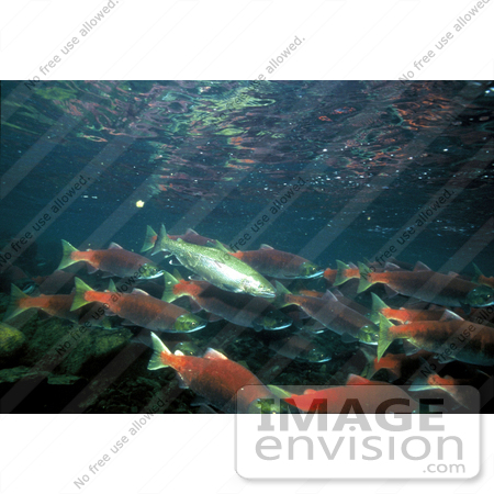 #15532 Picture of Rainbow/Redband Trout With Sockeye/Red/Blueback Salmon by JVPD