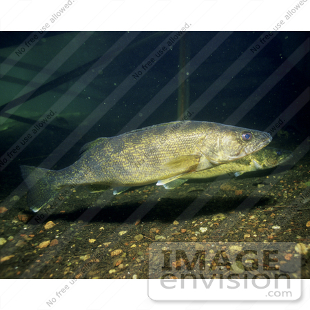 #15539 Picture of Walleye Fish (Stizostedion vitreum) by JVPD