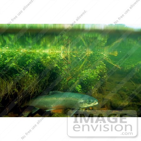 #15541 Picture of Atlantic Salmon (Salmo salar) by JVPD