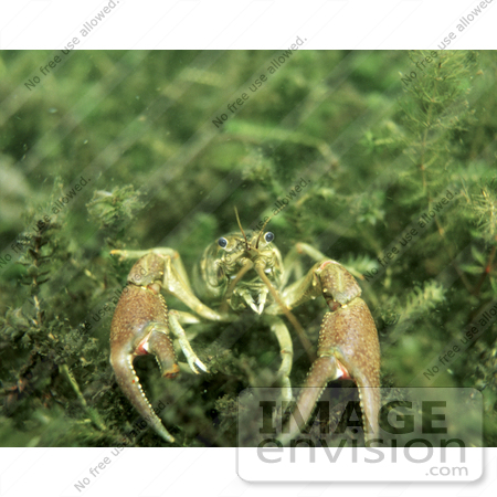 #15542 Picture of a Crayfish, Crawfish, Crawdad (Astacidae) by JVPD