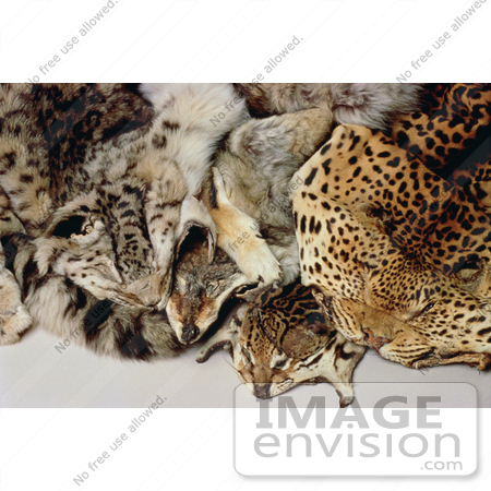 #15550 Picture of Illegal Wildlife Trade Skins by JVPD