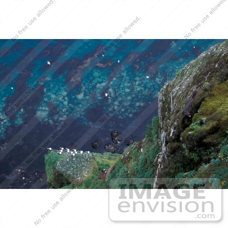 #15559 Picture of an Actic Fox Hunting Cliff Nesting Birds, St George Island, Alaska by JVPD