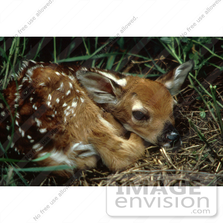 #15573 Picture of a White-tailed Deer Fawn Curled Up by JVPD