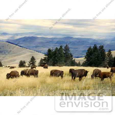 #15581 Picture of a Herd of Grazing Bison by JVPD