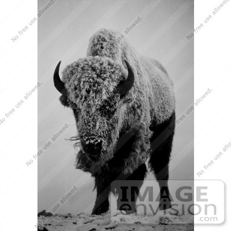 #15582 Picture of a Bison in Fog and Snow by JVPD
