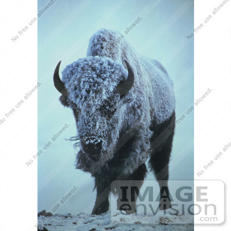 #15586 Picture of an American Bison in Fog and Snow by JVPD