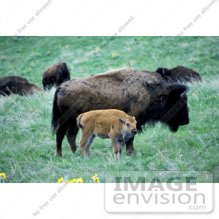 #15587 Picture of an Adult and Calf Buffalo by JVPD