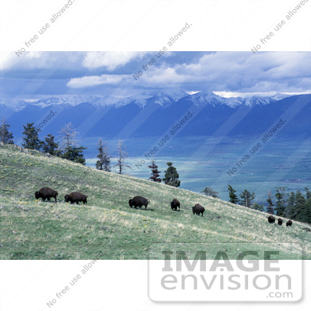 #15602 Picture of Buffalo Grazing on a Hillside in Montana by JVPD