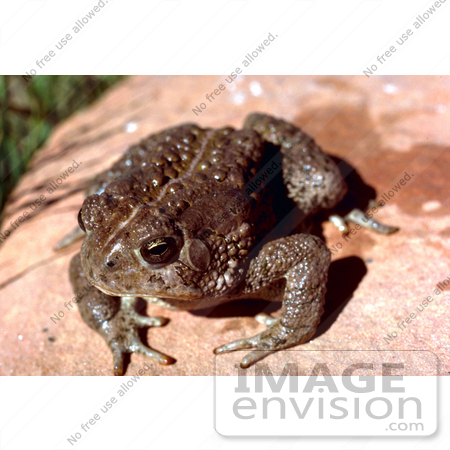 #15637 Picture of a Woodhouses Toad (Bufo woodhousii) by JVPD