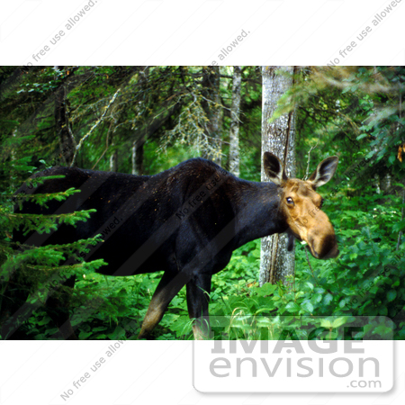 #15950 Picture of a Moose in a Forest by JVPD