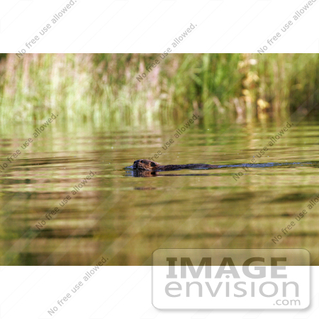 #15978 Picture of a Swimming Beaver by JVPD
