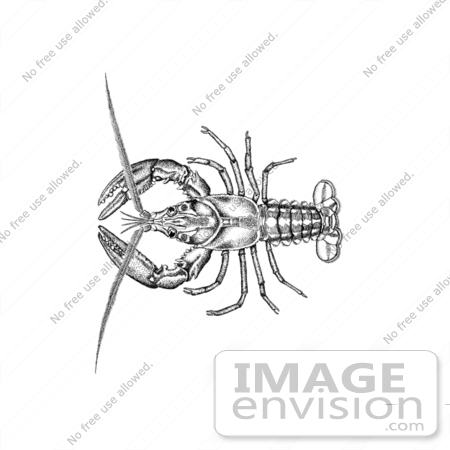 #15980 Picture of an American Lobster (Homarus americanus) Illustration by JVPD