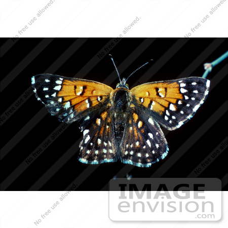 #15998 Picture of Lange’s Metalmark Butterfly by JVPD