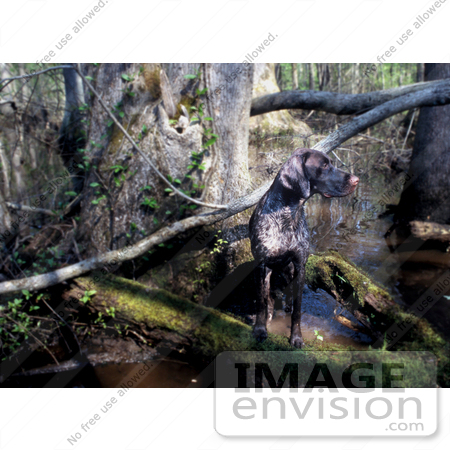 #16012 Picture of a German Shorthaired Pointer Hunting Dog in a Swamp by JVPD