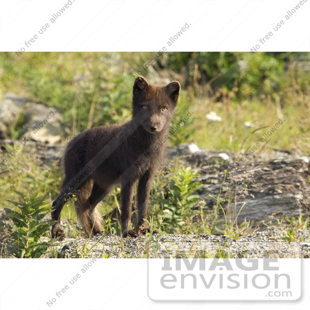 #16016 Picture of an Arctic Fox (Alopex lagopus) by JVPD