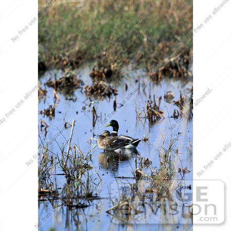 #16093 Picture of a Mallard Duck Pair in a Wetland by JVPD