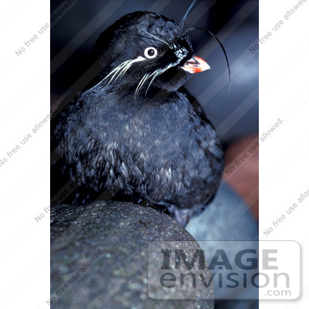 #16104 Picture of a Whiskered Auklet (Aethia pygmaea) by JVPD