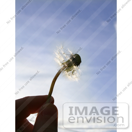 #162 Photograph of a Hand Holding a Wishy Blow Against a Blue Sky by Jamie Voetsch
