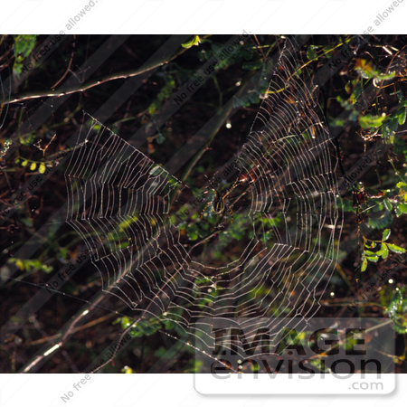 #16571 Picture of a Spider Making a Web by JVPD