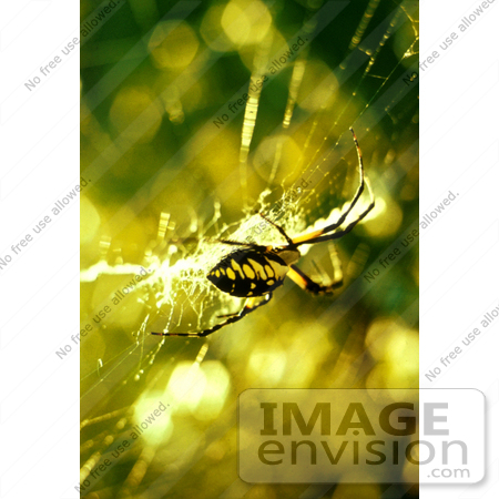 #16572 Picture of a Black and Yellow Garden Spider by JVPD