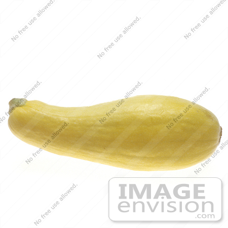 #17135 Picture of One Whole Yellow Summer Squash Lying Horizontally by JVPD