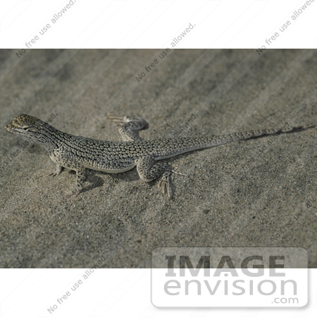 #17184 Picture of One Coachella Valley Fringe-toed Lizard (Uma inornata) in Sand by JVPD