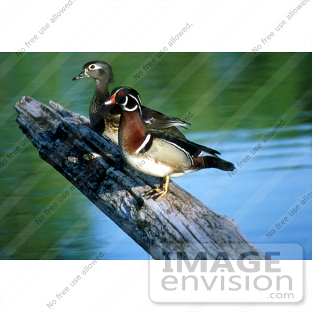 #17198 Picture of a Pair of Wood Ducks (Aix Sponsa), Male And Female) on a Log Over Water by JVPD
