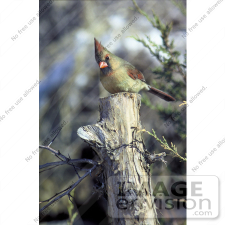 #17214 Picture of One Female Northern Cardinal (Cardinalis cardinalis) Perched on a Tree Stump by JVPD