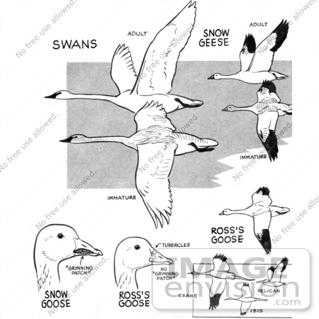 #17228 Illustrated Clip-art of Swans, Snow Geese, Ross’s Geese, Cranes, Ibis and Pelicans, Waterfowl Birds by JVPD