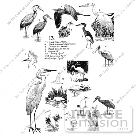 #17229 Illustrated Clip-art of a Compilation of Birds Including Herons, Spoonbills, and Egrets by JVPD