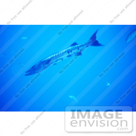 #17296 Picture Of A Great Barracuda (Sphyraena barracuda) Fish by JVPD